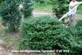 Caucasian fir,nordmann fir,christmas tree